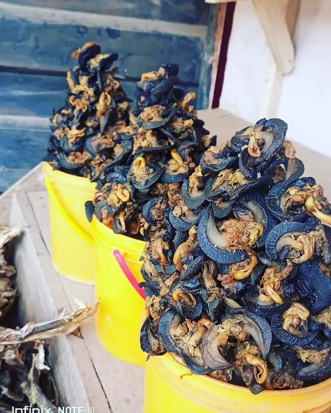 Snail Farming and Vendor in Lagos | KayMouzo Farms